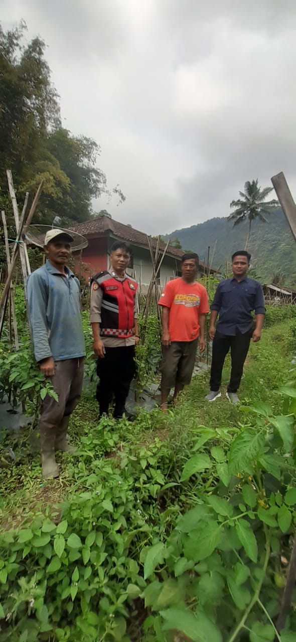 Bripka Cecep (Bhabinkamtibmas)Tinjau Ketahanan Pangan Desa Karangjaya Kecamatan Pasirkuda Kab Cianjur bagian Selatan