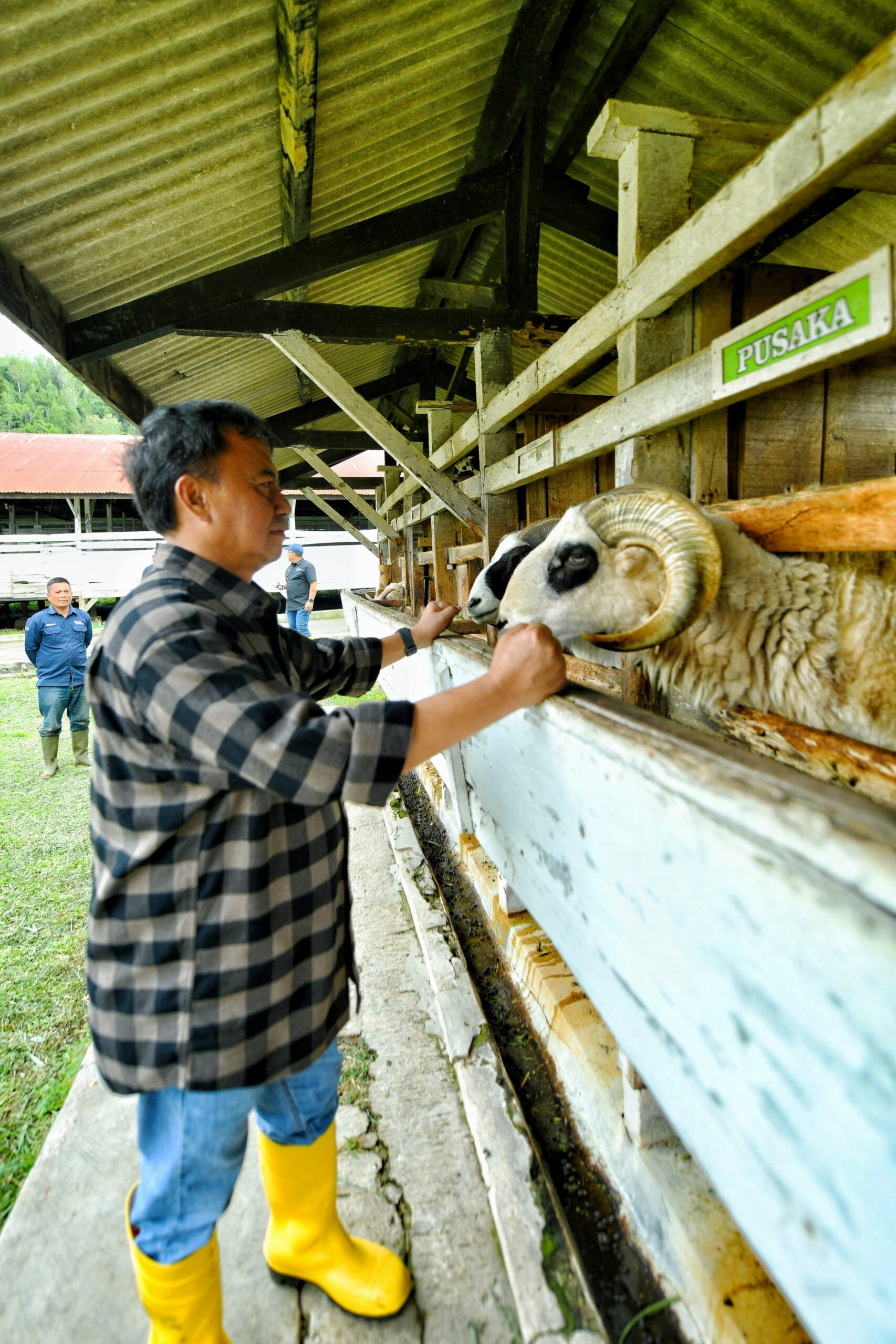 KETAHANAN PANGAN: Jabar Tingkatkan Pembibitan Domba Garut