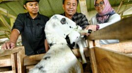 Sekda Jabar Herman Suryatman meninjau UPTD Balai Pengembangan Perbibitan Ternak Domba dan Kambing Margawati Dinas Ketahanan Pangan dan Peternakan di Kelurahan Sukanegla, Kecamatan Garut Kota, Kabupaten Garut, Sabtu (4/1/2025).