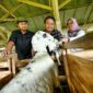 Sekda Jabar Herman Suryatman meninjau UPTD Balai Pengembangan Perbibitan Ternak Domba dan Kambing Margawati Dinas Ketahanan Pangan dan Peternakan di Kelurahan Sukanegla, Kecamatan Garut Kota, Kabupaten Garut, Sabtu (4/1/2025).