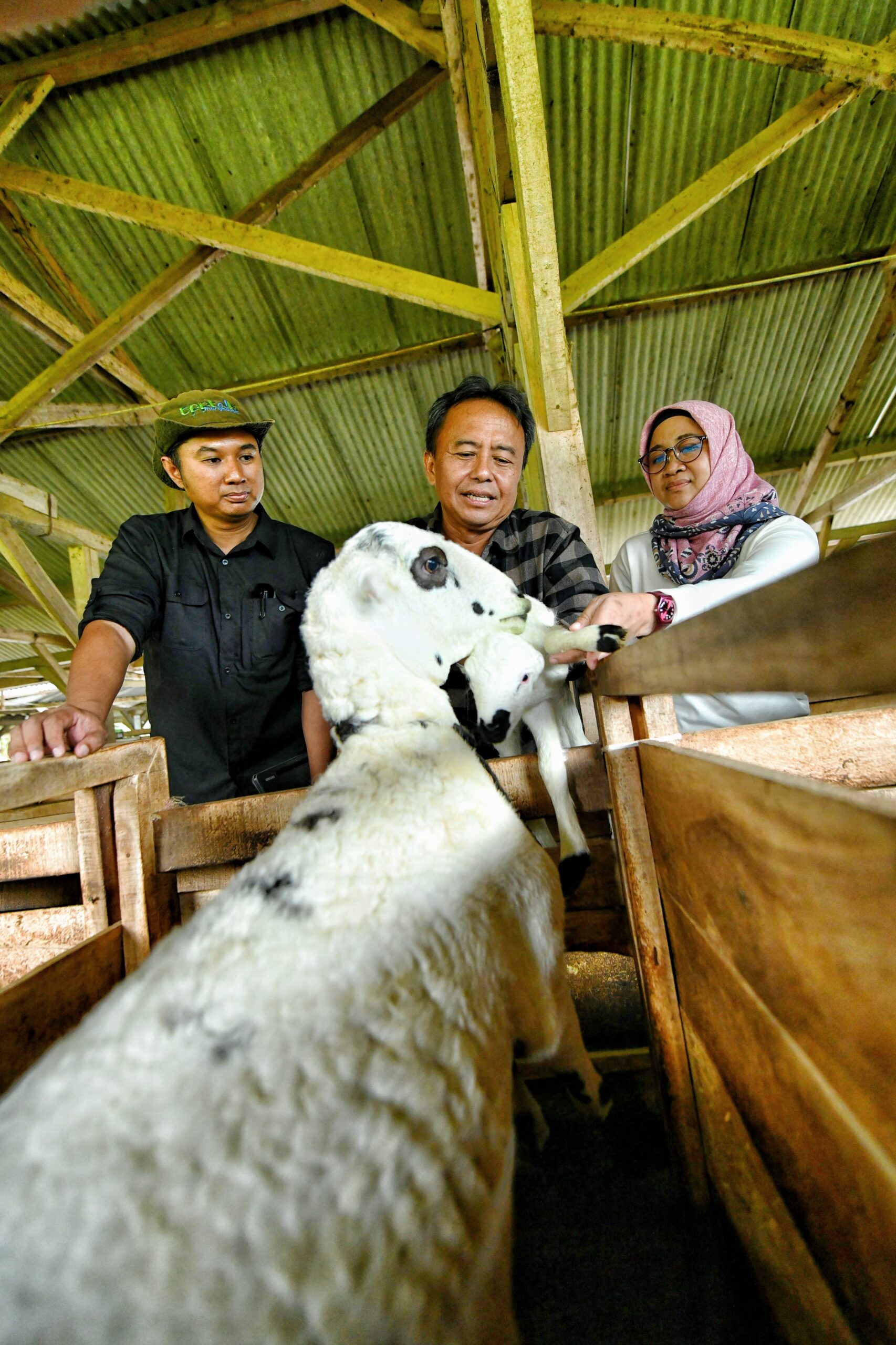 KETAHANAN PANGAN, Jabar Tingkatkan Pembibitan Domba Garut