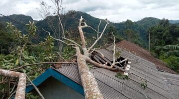 Satu Rumah Warga Rusak akibat Tertimpa Pohon Tumbang