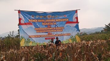 Panen Raya Jagung Serentak Kuartal II di Desa Bojong, Wujud Nyata Ketahanan Pangan Nasional dari Kabupaten Bogor