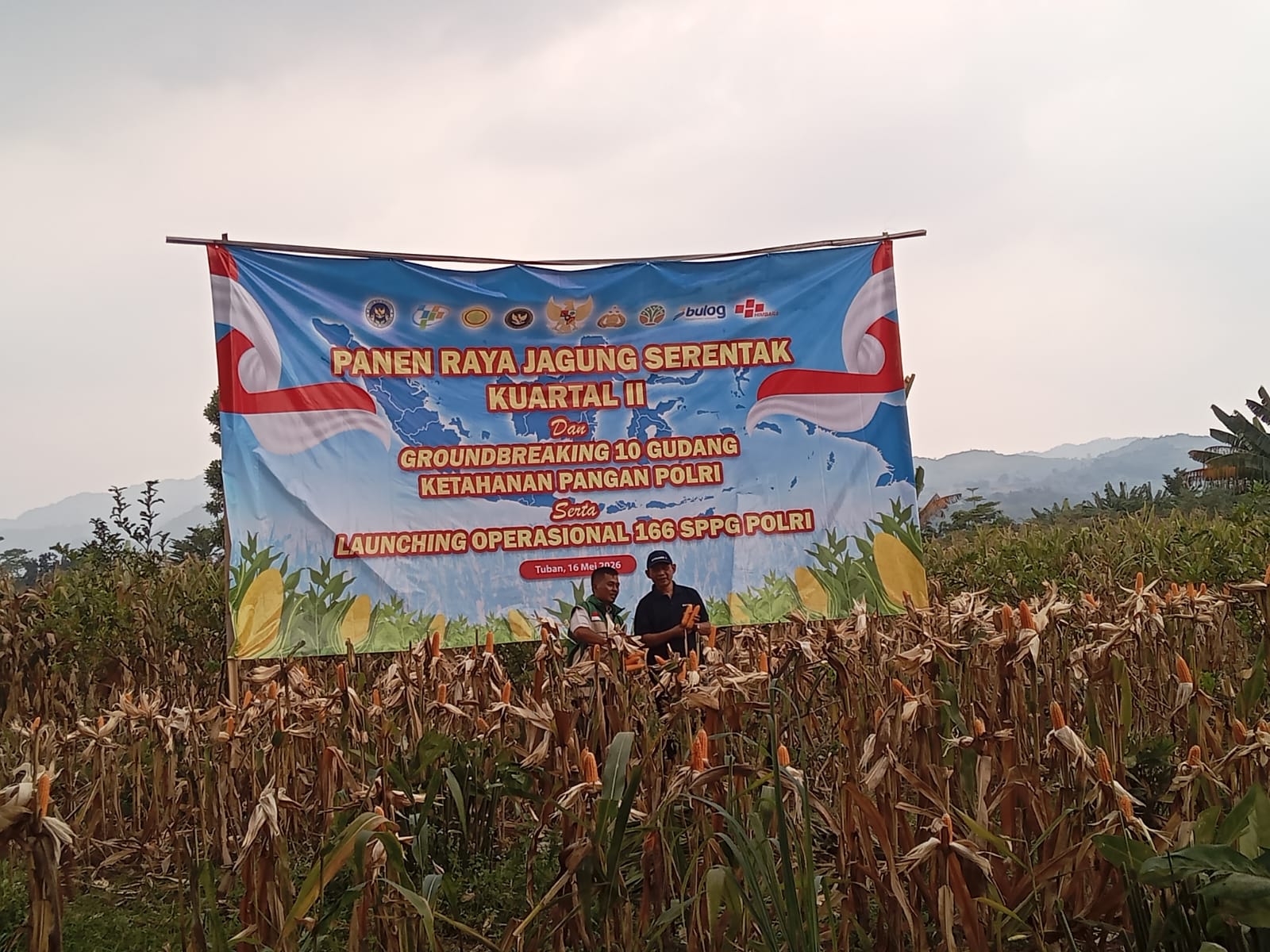 Panen Raya Jagung Serentak Kuartal II di Desa Bojong, Wujud Nyata Ketahanan Pangan Nasional dari Kabupaten Bogor