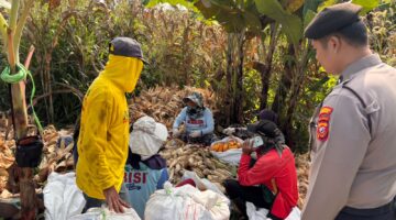 Kawal Ketahanan Pangan, Polrestabes Bandung Pantau Panen Jagung dan Perkuat Swasembada Nasional