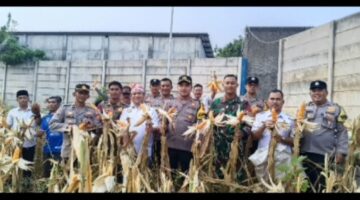 Panen Jagung Hibrida di Ciangsana Sukses, Sinergi Polsek Gunung Putri dan Pemdes Perkuat Ketahanan Pangan Nasional