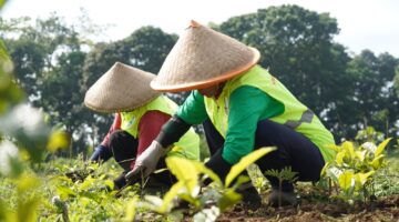 22 Hektare Kebun Teh di Ciater dan Pangalengan Telah Direvitalisasi untuk Cegah Bencana